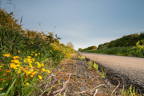 국가 소로 in 노섬버랜드 - grass shoulder rural scene road wildflower 뉴스 사진 이미지