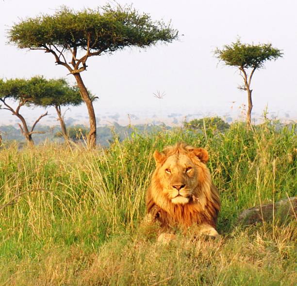 istock Lion - Savannah, Masai Mara 479084678