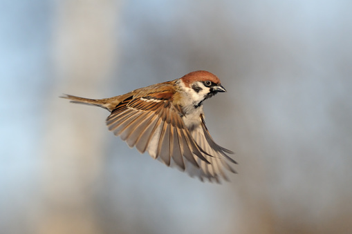 Profile view of flying Tree Sparrow (Passer montanus)