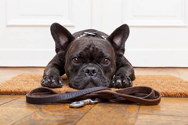 dog waiting for walk french bulldog dog waiting and begging to go for a walk with owner , sitting or lying on doormat pet leash photos stock pictures, royalty-free photos & images