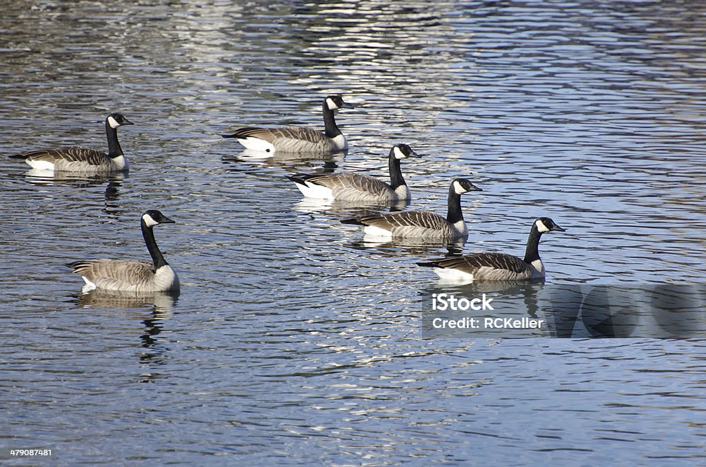 Sechs Kanadagänsen Schwimmen im Lake - Lizenzfrei Kanadagans Stock-Foto