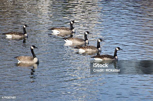 Sechs Kanadagänsen Schwimmen Im Lake Stockfoto und mehr Bilder von Kanadagans - Kanadagans, Zahl 6, Auf dem Wasser treiben