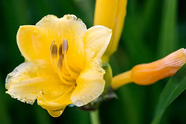 Water droplet on a Lily just after rain