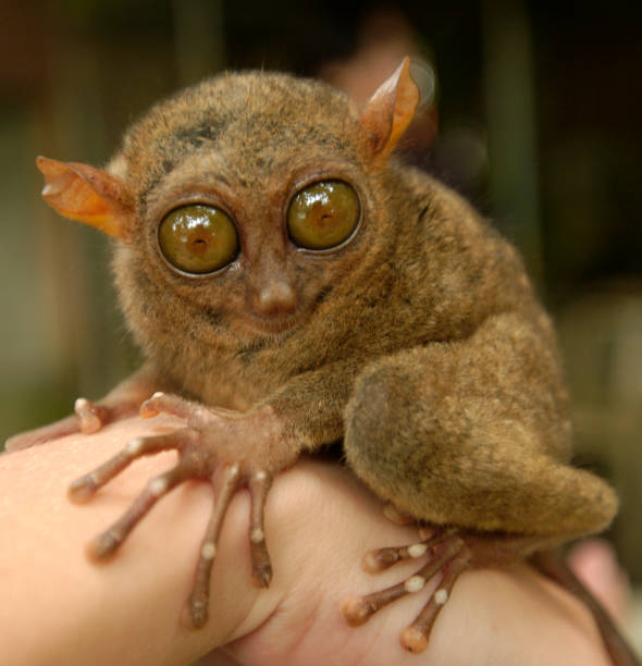 istock Tersier - Rare Animal in Bohol Philippines Asia 479087573