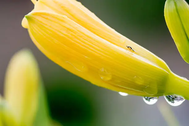 Water droplet on a Lily just after rain