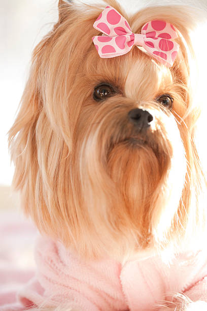 istock Yorkshire Terrier Day at the Groomer-Spa 479088885
