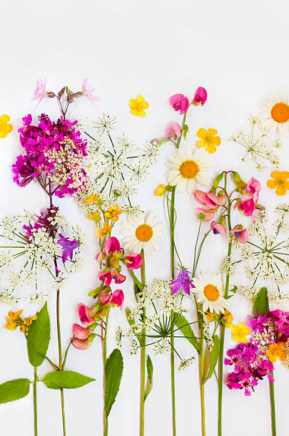 istock Collection of flowers. 479089702