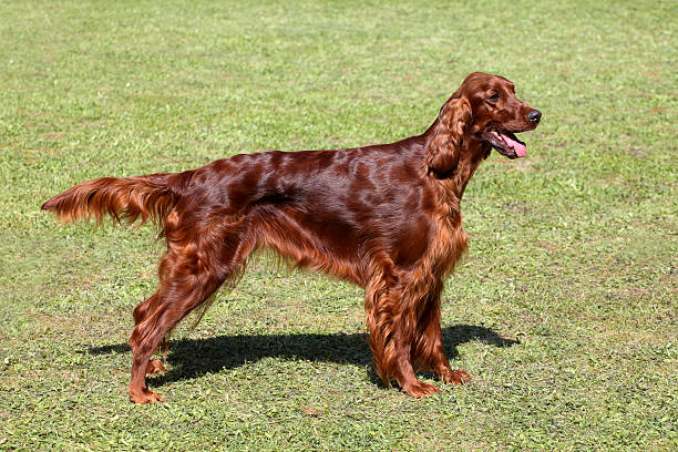 istock Irish setter on a green grass lawn 479089737