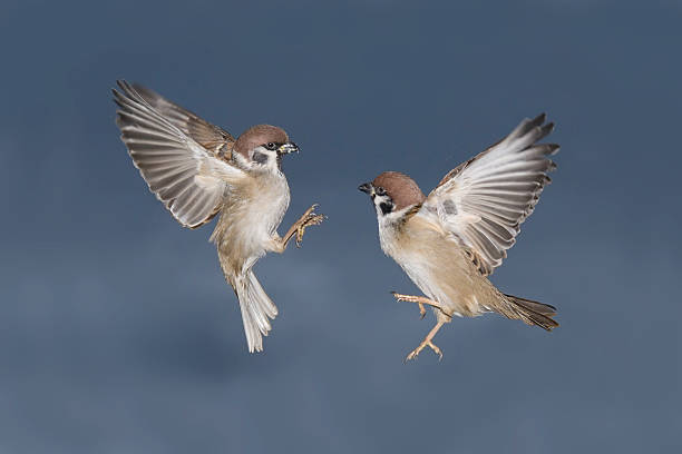 два воробьи в виде боевых действий в полете - tree sparrow стоковые фото и изображения