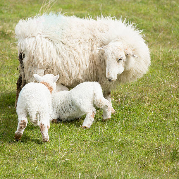 Sheep ewe feeding her lambs meek as a lamb stock pictures, royalty-free photos & images