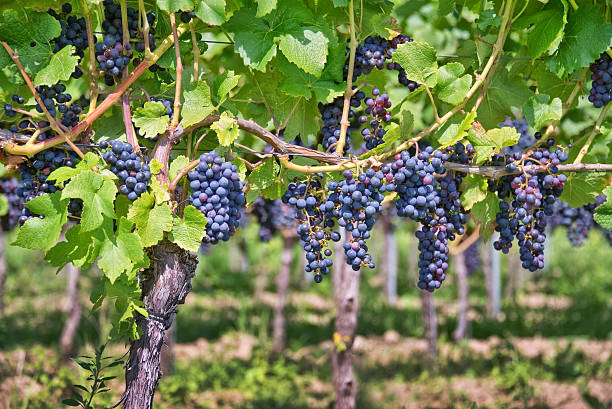 istock Close up on red black grapes in a vineyard 479091300