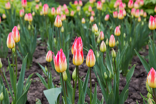 istock Pink and Yellow Tulips in the Spring 479091682