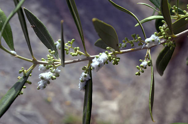 Afide lanigero -Eriosoma lanigerum 、su Ulivo ストックフォト