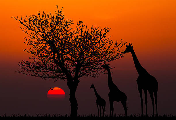 istock silhouettes of Giraffes and dead tree against sunset background 479092579