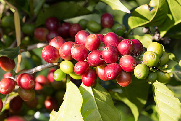 Coffee beans on trees stock photo