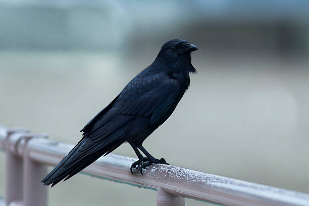 istock American crow sitting on the ledge 479093035