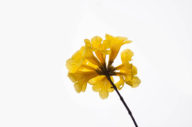 A spring bloom of Tabebuia chrysantha Nichols
