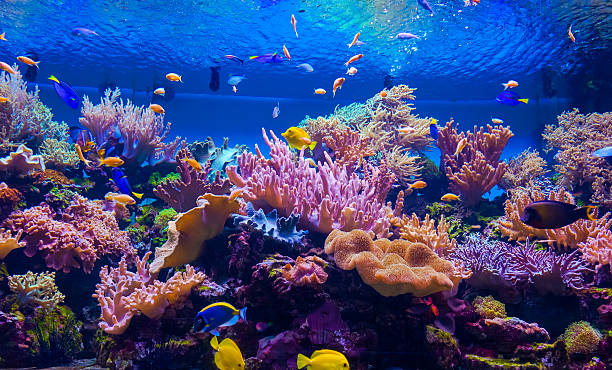 istock tropical fish on a coral reef 479095134