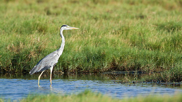 istock Grey heron in Arugam bay lagoon, Sri Lanka 479095176