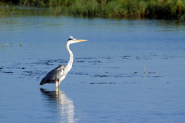istock Grey heron in Arugam bay lagoon, Sri Lanka 479095212