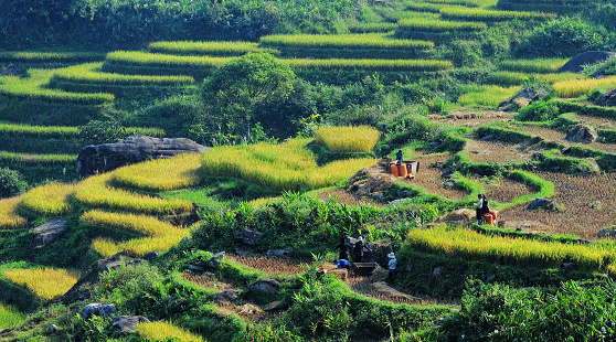 Sapa, Vietnam - September 21, 2013: Asia farmers working on terraced rice fields in Vietnam. Rice fields prepared to harvest at Northwest Vietnam.