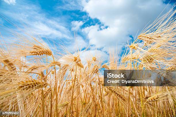 Cereal Plants Barley With Different Focus Stock Photo - Download Image Now - 2015, Agricultural Field, Agriculture