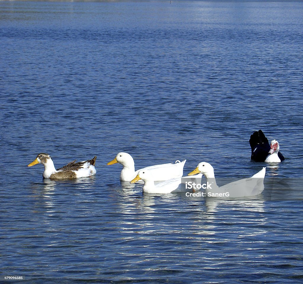 ducks ducks on the sea Animal Stock Photo