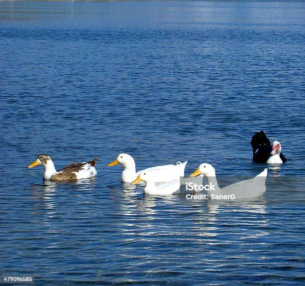 Ducks Stock Photo - Download Image Now - Animal, Animal Body Part, Animal Family