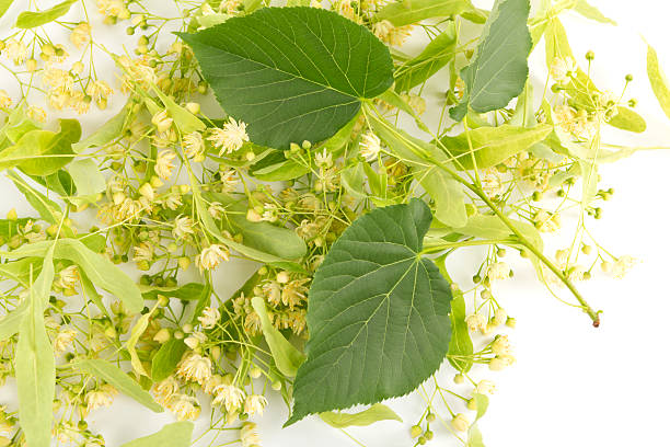 Flowering linden branch. Harvest of fresh linden flowers. Studio shot over white background. Large-leaved Linden, Tilia platyphyllos