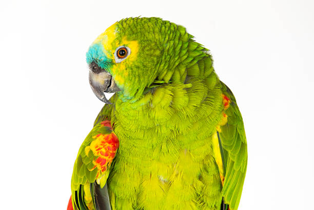Blue-fronted amazon parrot A Blue-fronted amazon amazona aestiva stock pictures, royalty-free photos & images