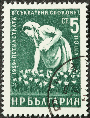 Bulgarian cotton picker.