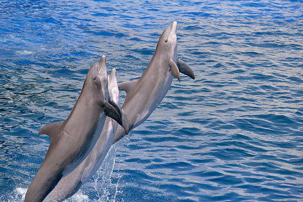 istock Dolphins jumping out of water 479099960