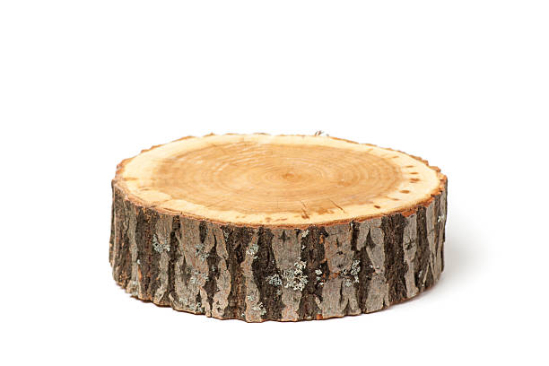 istock Cross section of tree trunk on white background 479100136