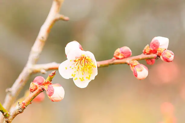 UME Japanese plum-blossom in Osaka Japan