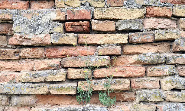 Photo of old brick wall texture background