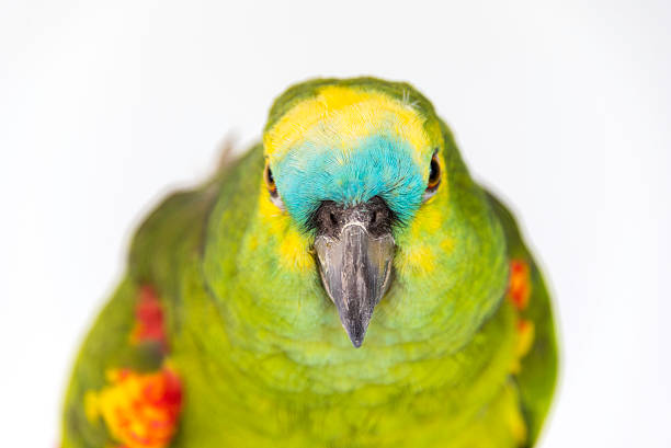 Blue fronted Amazon Parrot Head of a Blue fronted Amazon parrot isolated on white  amazona aestiva stock pictures, royalty-free photos & images