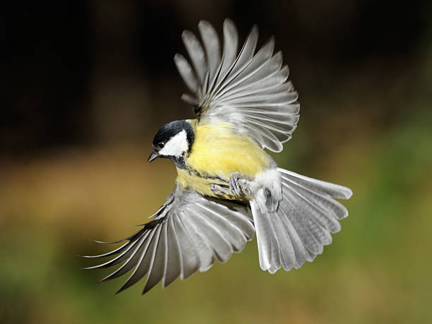 istock Great Tit in flight with broadly opened wings 479100970