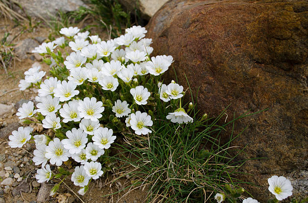 istock white flowers at the rock base 479104210