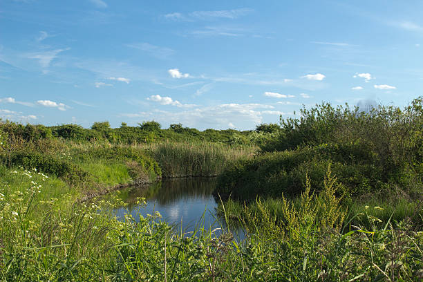 istock Lagoon on Two Tree Island, Essex, England 479104328
