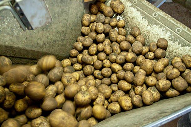 Processing potatoes stock photo