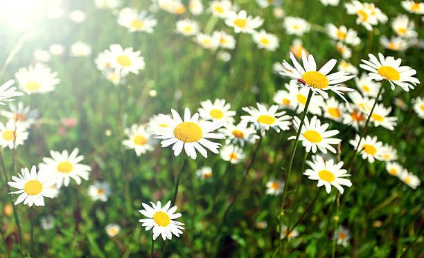 margarita flores blancas en el prado de verano brillante sol - lea fotografías e imágenes de stock