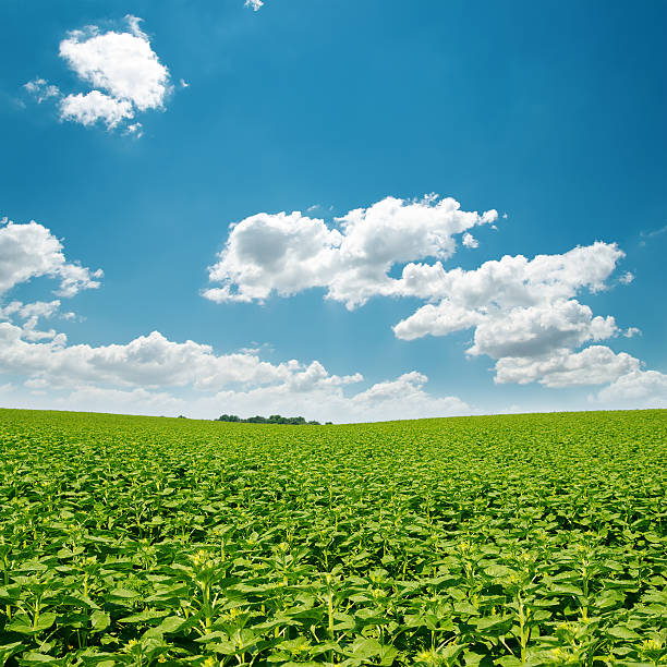istock green field and clouds in blue sky 479106249