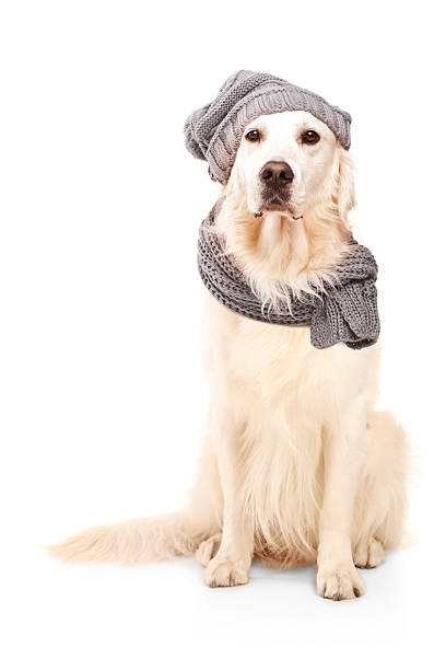 istock Studio shot of a labrador retriever wearing woolen hat 479106633