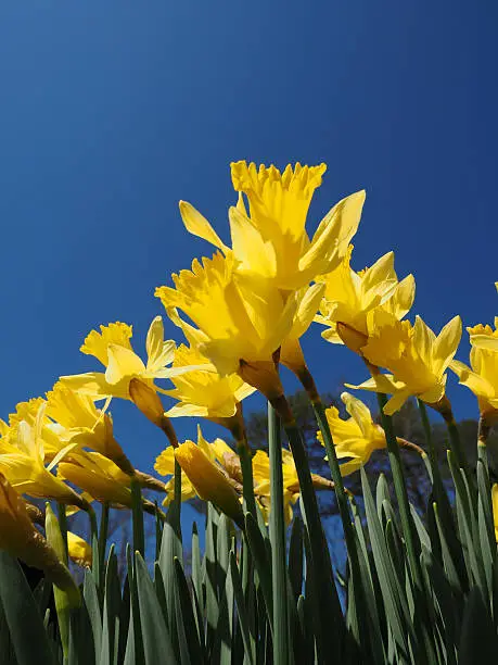 Yellow Jonquils on a spring morning in sunshine (Narcissus jonquilla). The Jonquil is one of the first flowering plants to appear in the spring, and is a harbinger of warmer weather to come.