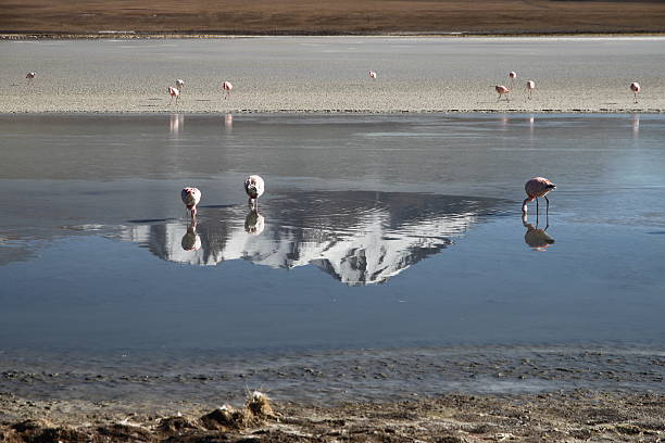 istock Laguna Blanca in Bolivia 479107170