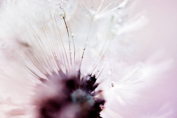 istock Macro Shot Of Dandelion Seed With Water Drops 479107205