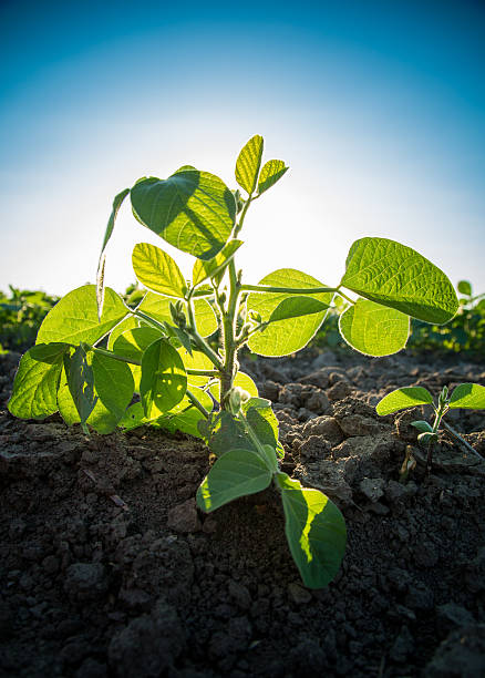 istock Green soybean plants close-up shot, mixed organic and gmo 479107330