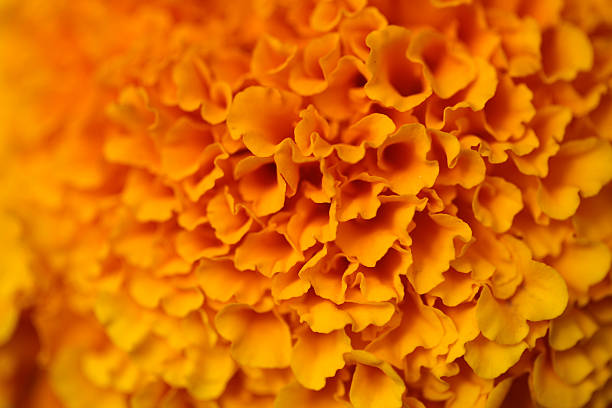 istock Colorful orange flower 479107680