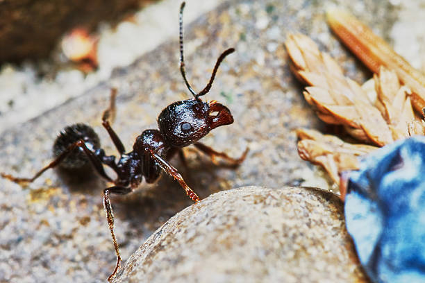 istock Ant outside in the garden 479107830