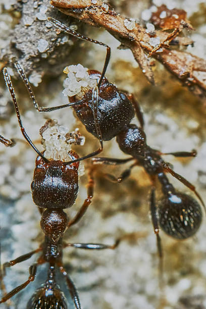istock Two ants outside in the garden 479107874